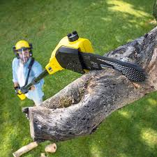 Best Tree Cabling and Bracing  in Lake Ronkonkoma, NY