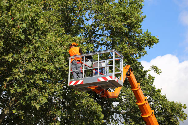 Best Root Management and Removal  in Lake Ronkonkoma, NY