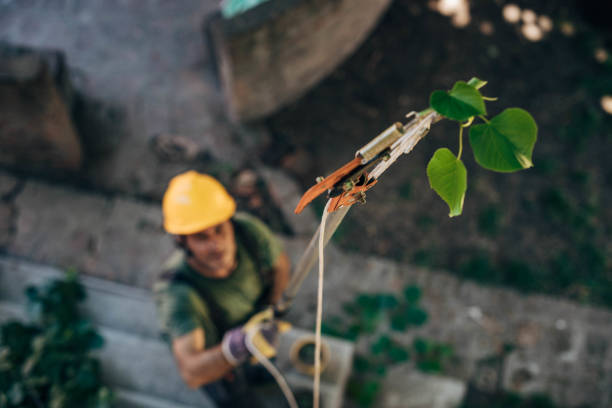 Best Storm Damage Tree Cleanup  in Lake Ronkonkoma, NY