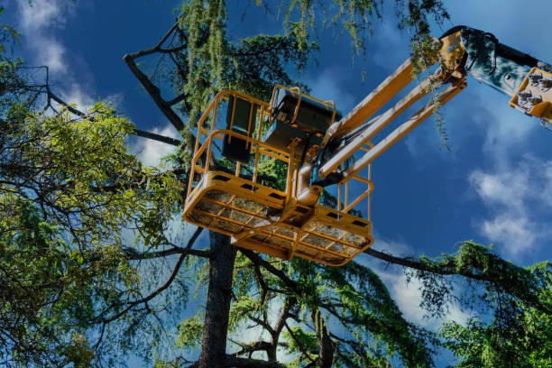 Best Utility Line Clearance  in Lake Ronkonkoma, NY