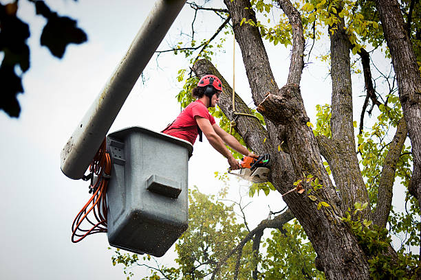 Best Arborist Consultation Services  in Lake Ronkonkoma, NY