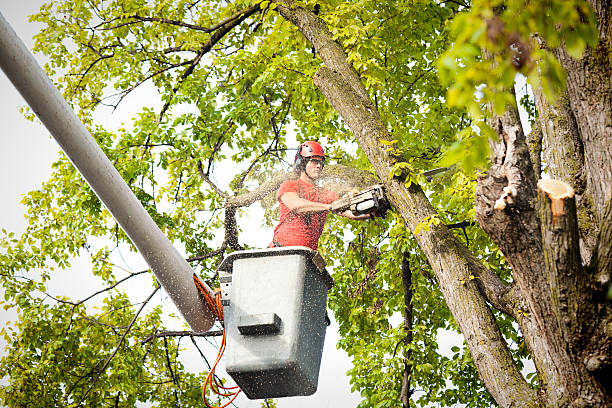Best Tree and Shrub Care  in Lake Ronkonkoma, NY