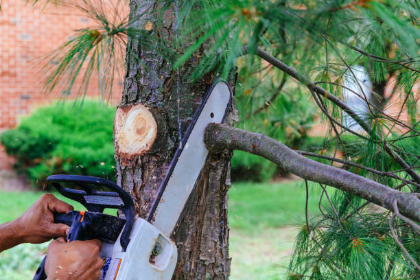 Best Tree Disease Treatment  in Lake Ronkonkoma, NY